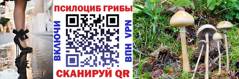 МЕГА   хочу наркоту  Кашин  Галлюциногенные грибы GOLDEN TEACHER 